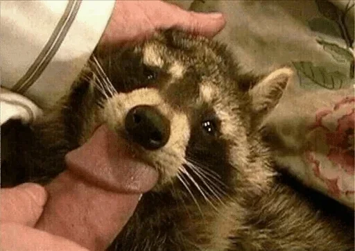 животное млекопитающее procyonidae