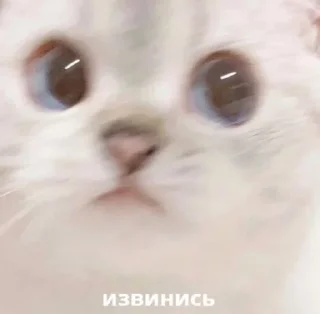 Sticker крашихи - 4