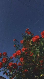 Стикер Aesthetics @stickersb2b - 4