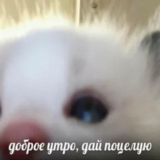 Sticker Передоз кринжа - 9