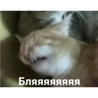 Sticker кринге - 10