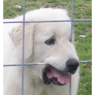 Sticker кринге - 3