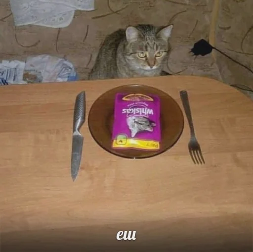 кошка посуда комнатный