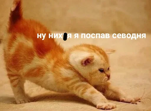 животное млекопитающее домашняя кошка