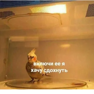 СМС комнатный стена