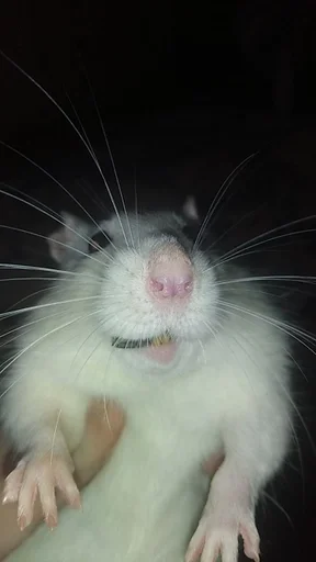 Sticker крысус :: @fStikBot - 9