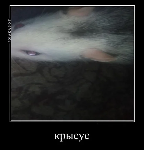 Sticker крысус :: @fStikBot - 8