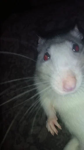 Sticker крысус :: @fStikBot - 6