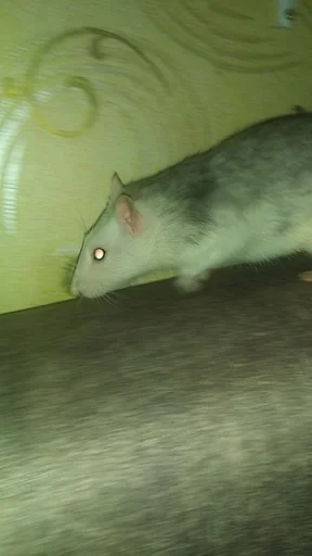 Sticker крысус :: @fStikBot - 5