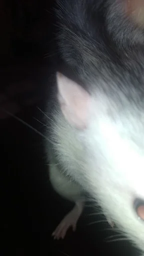 Sticker крысус :: @fStikBot - 3