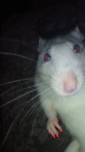 Sticker крысус :: @fStikBot - 2