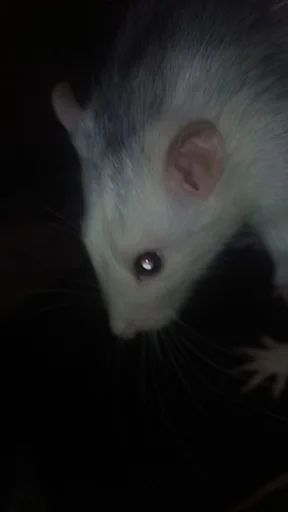 крысус :: @fStikBot - 