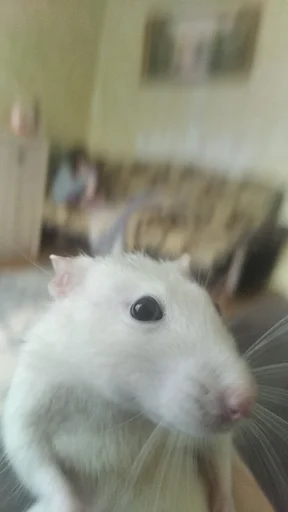 Sticker крысус :: @fStikBot - 1