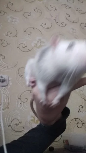 Sticker крысус :: @fStikBot - 0