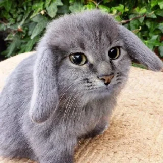 Котокроль @mymooms - животное