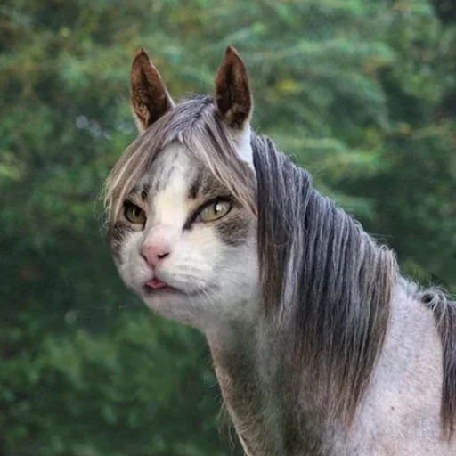 mammal animal outdoor