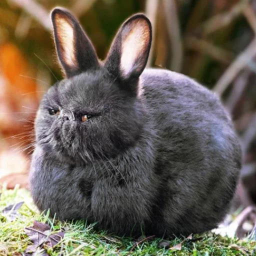 animal mammal rabbit