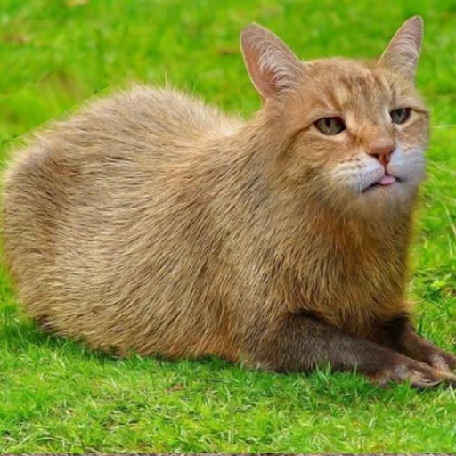 животное трава млекопитающее