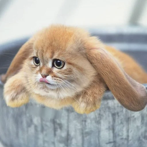 млекопитающее животное кошка