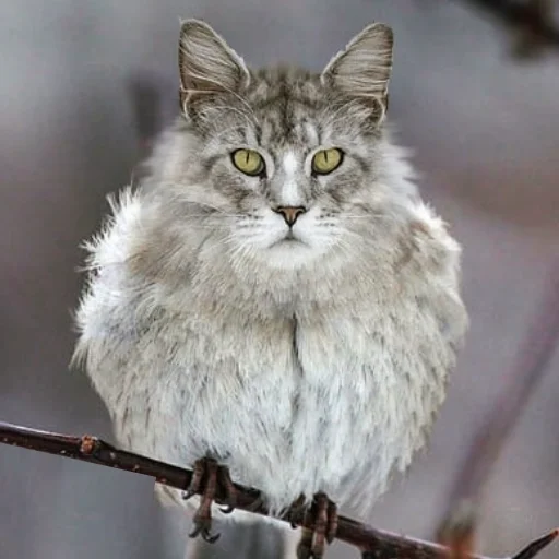 животное кошка млекопитающее