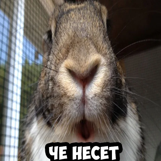 animal mammal rabbit