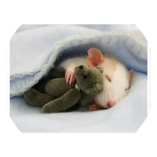 Стикер 🐁🐀2 - 5