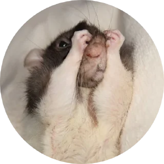 Стикер 🐁🐀2 - 3