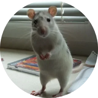 Стикер 🐁🐀2 - 0