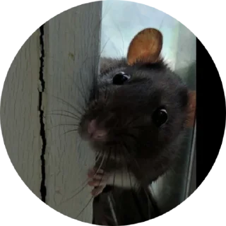 Стикер 🐁🐀2 - 9