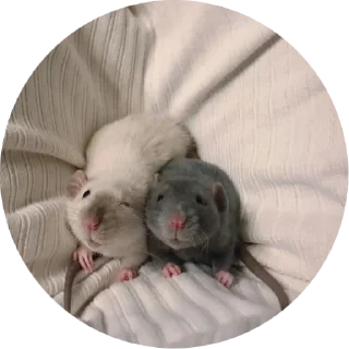 Стикер 🐁🐀2 - 8