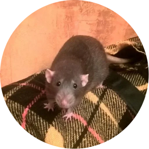 Стикер krovavokrasnyi2 - 1