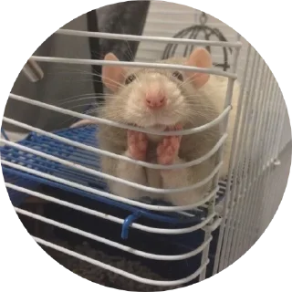 Стикер 🐁🐀2 - 6