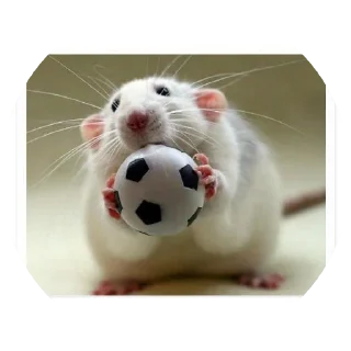 Стикер 🐁🐀2 - 11