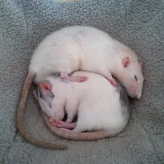 Стикер 🐁🐀2 - 2