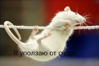 Стикер 🐁🐀2 - 7