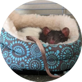 Стикер 🐁🐀2 - 10