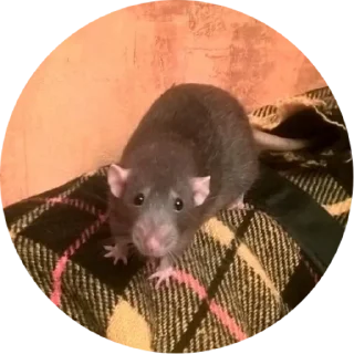 Стикер 🐁🐀2 - 1