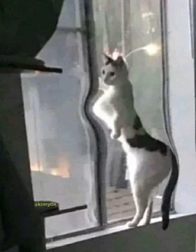 small to medium-sized cats window cat