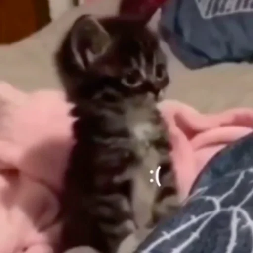 Sticker ты не картошка.. - 9