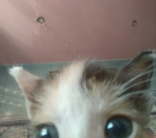 Sticker ты не картошка.. - 4