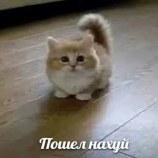 Sticker ты не картошка.. - 1