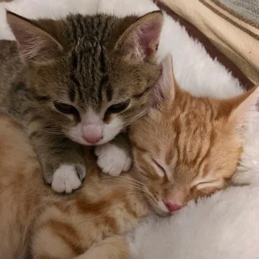 Sticker ты не картошка.. - 0