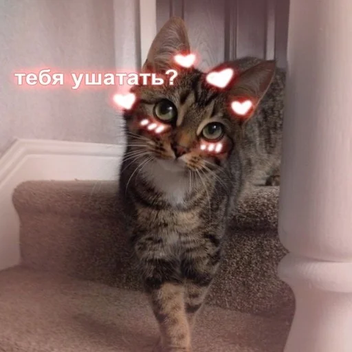 кошка животное млекопитающее