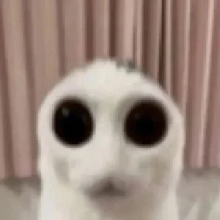 Sticker чушь и ерунда t.me/addstickers/dumbasscats - 10