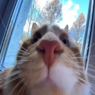 Sticker чушь и ерунда t.me/addstickers/dumbasscats - 5