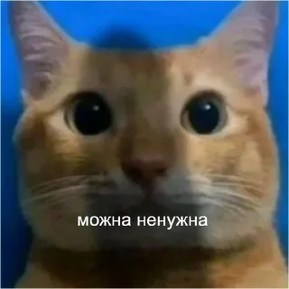 Стикер кшки (@to_ease) - 1