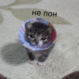 Стикер кшки (@to_ease) - 5