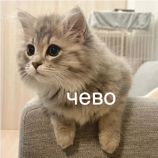 Стикер кшки (@to_ease) - 10