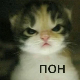 Стикер кшки (@to_ease) - 7