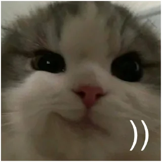 Стикер кшки (@to_ease) - 3